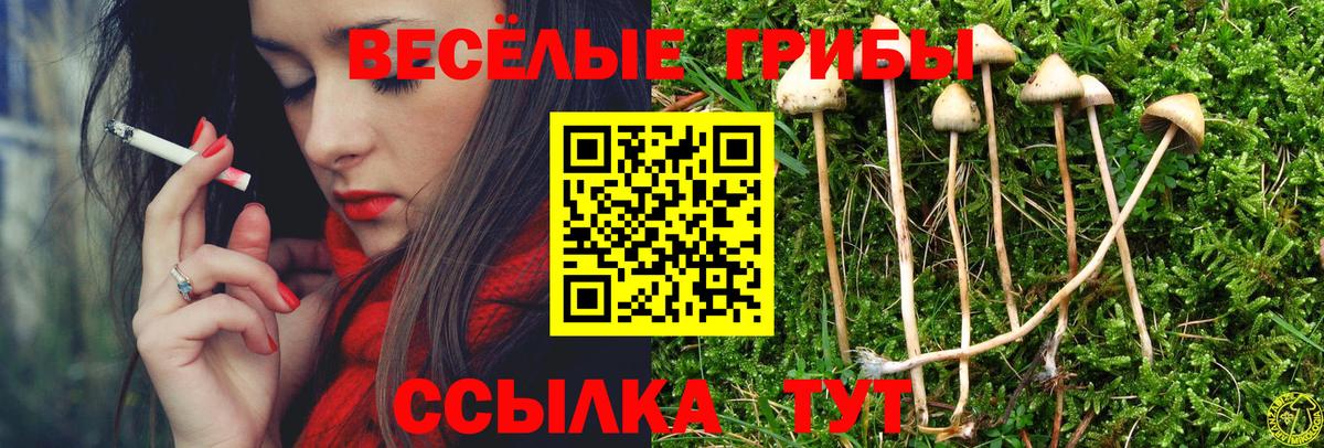 Новочебоксарск  Псилоцибиновые грибы Psilocybine cubensis  закладка  Вход с VPN 